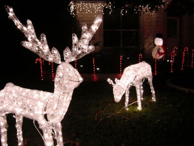 deer-in-motion
