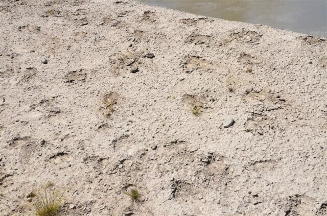 Bison tracks