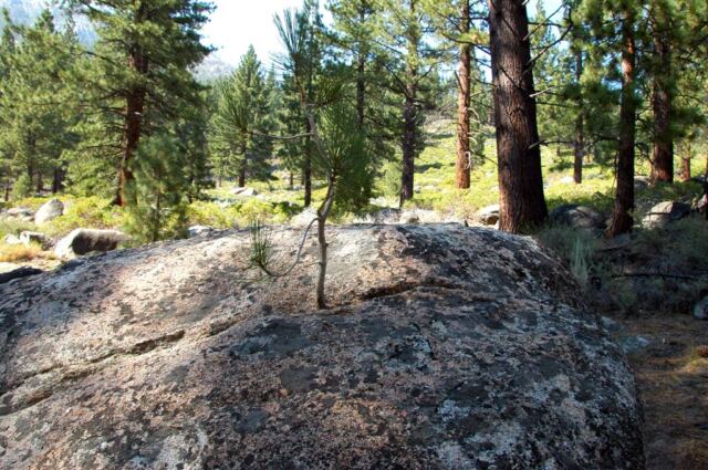 Pine tree growing out of a rock!