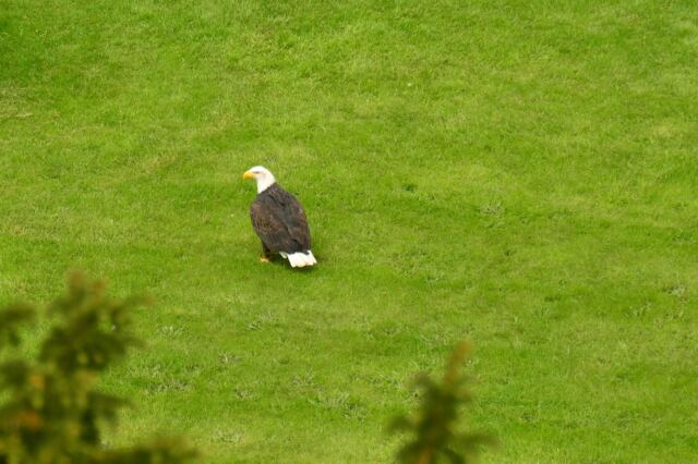 Warwick Castle - Bald Eagle and falconer - taken from The Mound 7