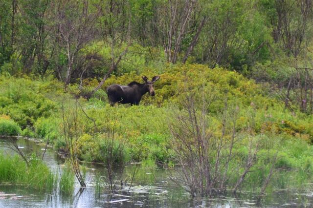 Moose (7)