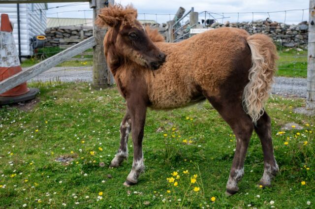 The Shetland Pony Experience 42