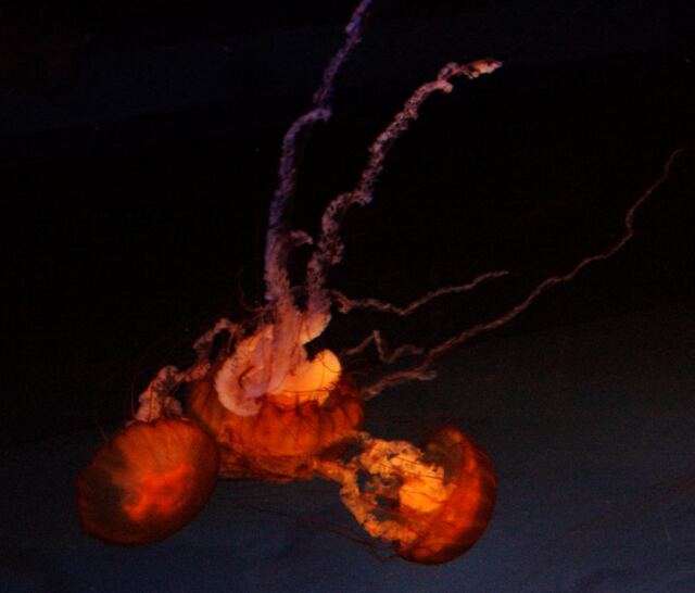 Jellyfish (9)