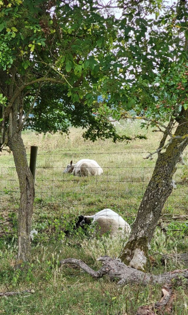 Cotswold Way sheep encounters (04)