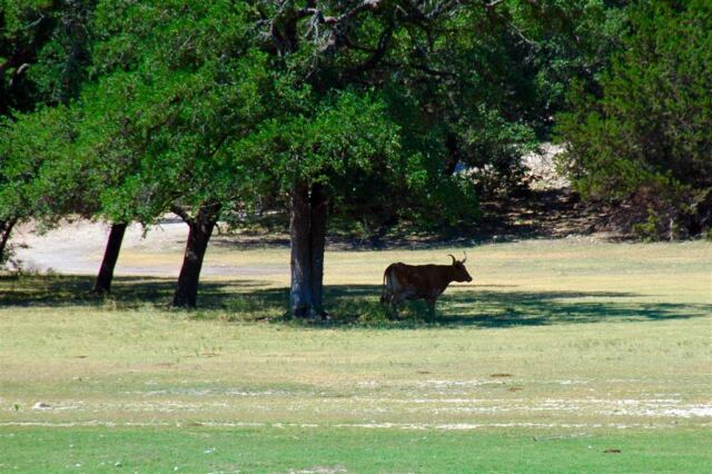 standing-in-the-shade
