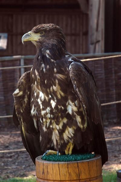 Eagle (1)