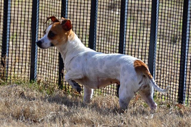 kate-patrolling-the-fence
