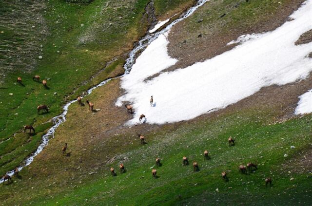 The herd is on the move
