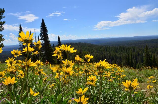 Random hill and wildflowers (3)