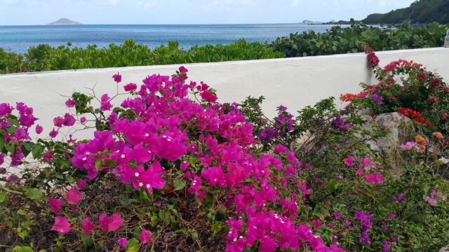Villa on the Beach flowers 1