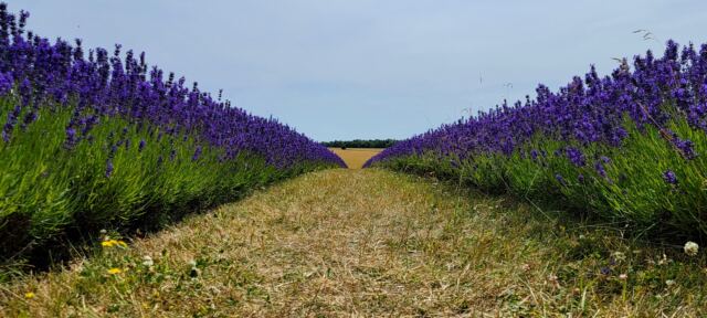 Cotswold Lavender - field views (13)