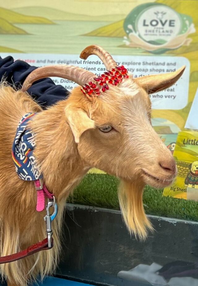 Little Miss Goatee