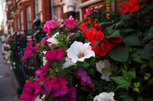 London flowers