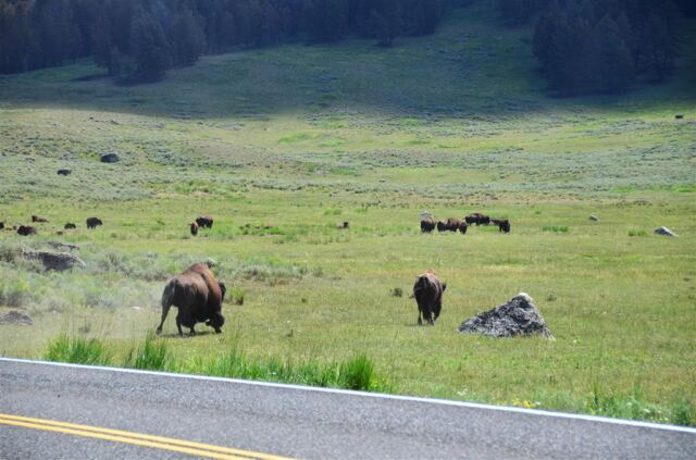 Lamar Valley bison (7)