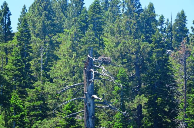 Tahoe eagle nests (from boat - slightly blurry) 02
