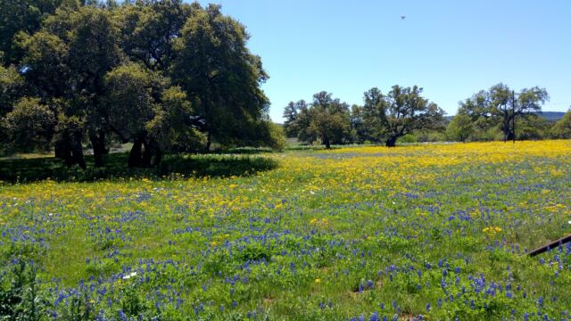Colorful Willow Loop field 4