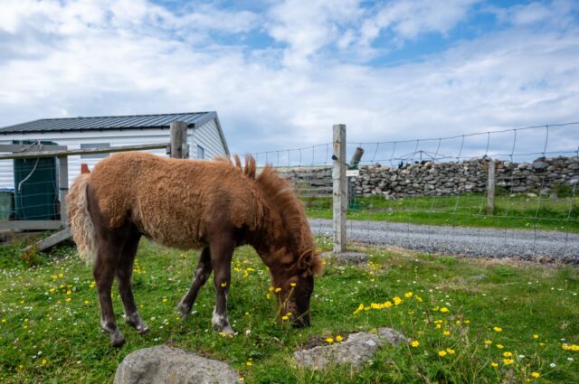 The Shetland Pony Experience 39