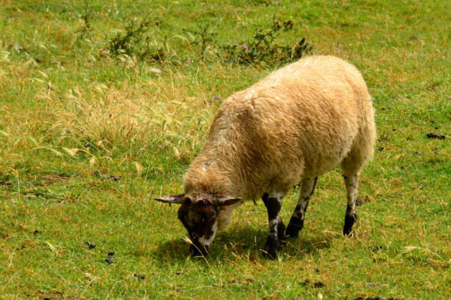 Sheep! (2)