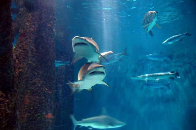 Menacing-looking sharks
