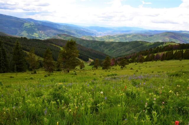 Ridge Route wildflowers (5)
