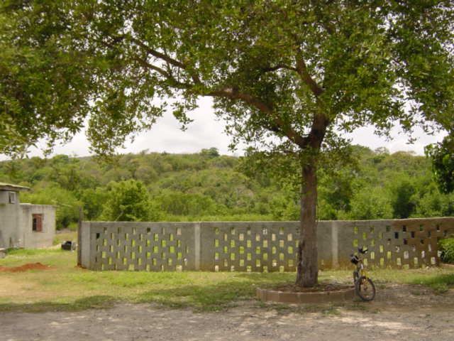 Tree and scenery at Sweet pot bar