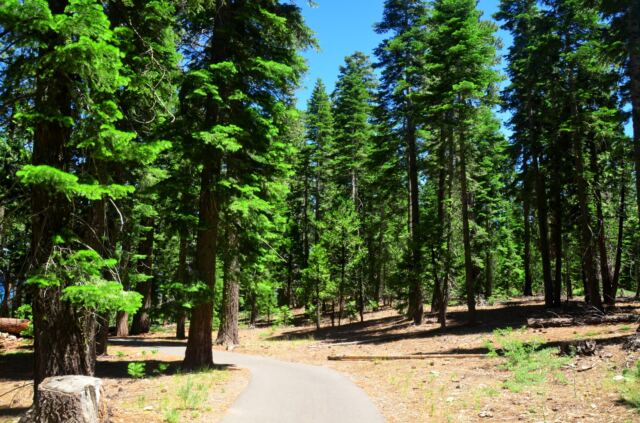 Sugar Pine Point walk 01
