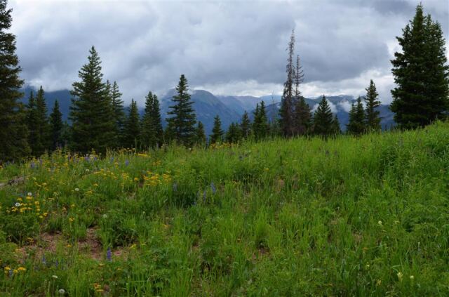Mountain top wildflowers