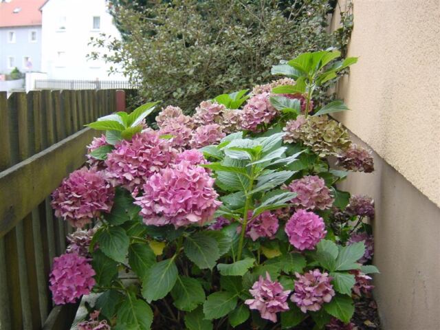 more-flowers