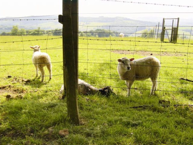 ad sheep