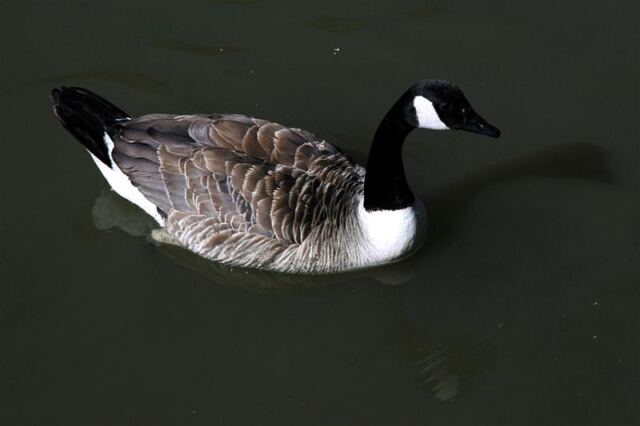 Goose!