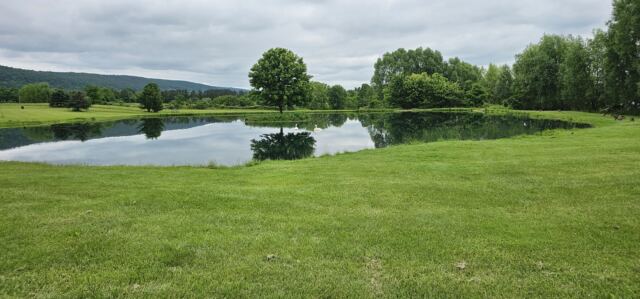 More pond reflections 2