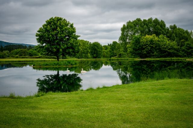More pond reflections 5