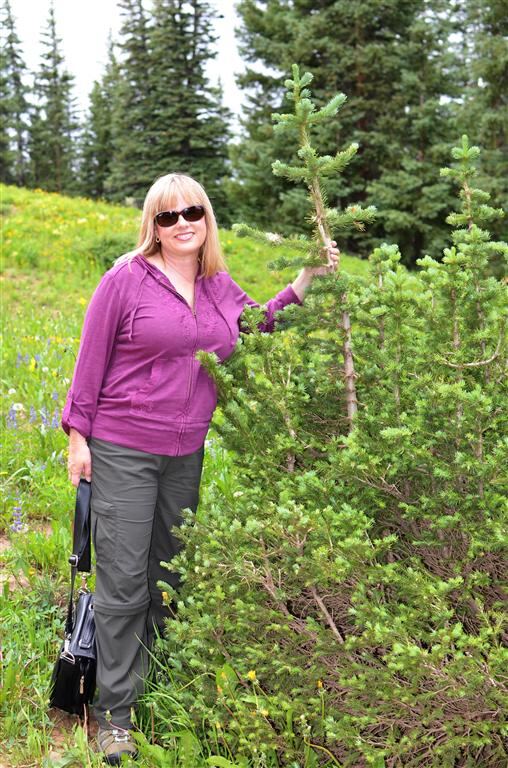 Kathy and the not-so-tall pine trees