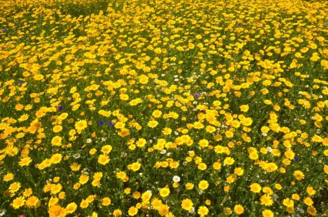 Cotswold Lavender - yellow flowers (3)