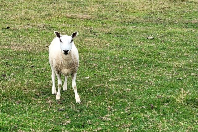 Cotswold Way sheep encounters (06)