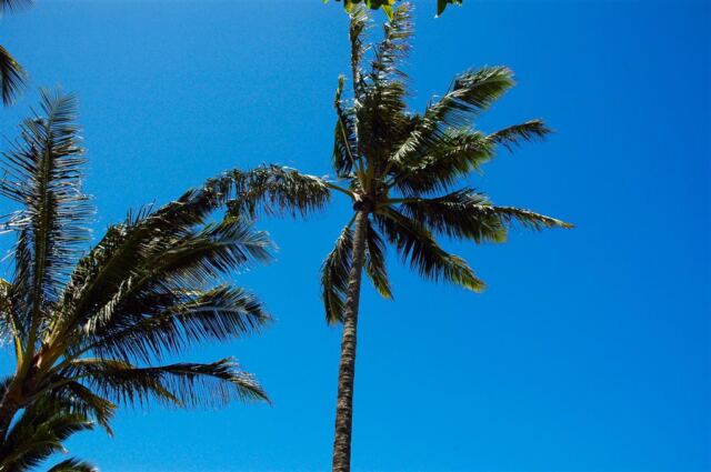 Palm trees and blue skies (1)