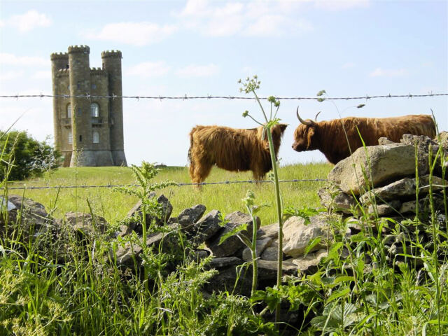 Broadway Tower and Highland Cattle (4)
