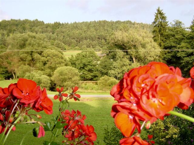 flowers-and-hill-from-kellermeier-s