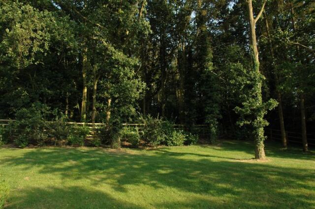 Trees behind Oakleigh House