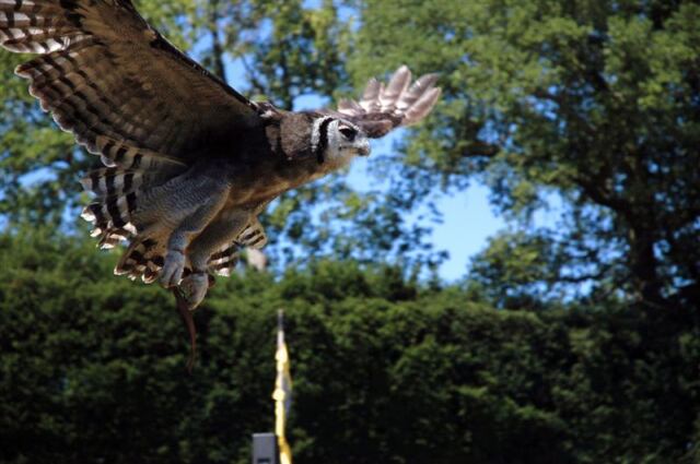 Warwick bird show - owl (8)