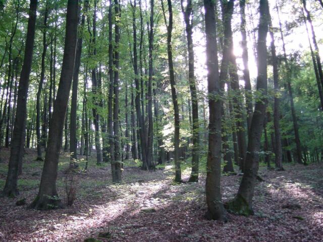sunlight-through-the-trees-2