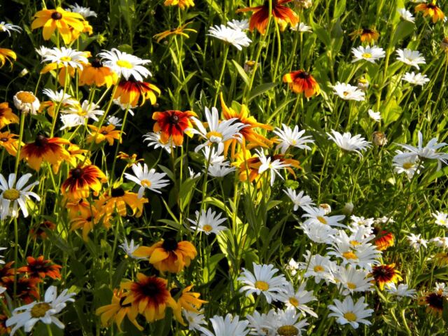 Wildflowers