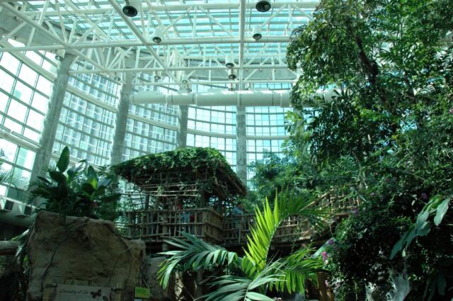 Tropical display
