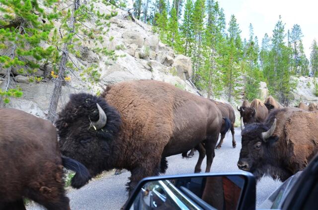 Bison Encounter (3)