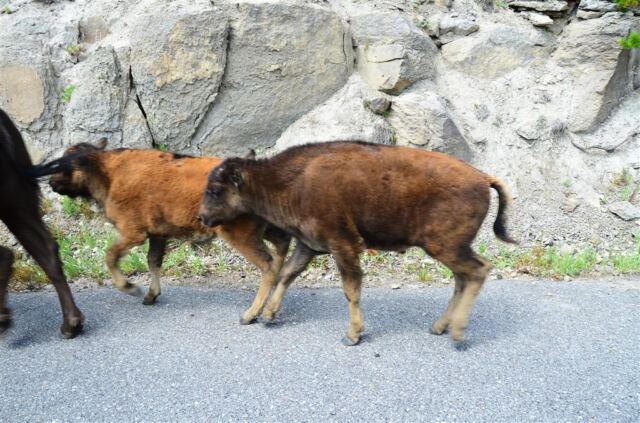 Bison Encounter (10)