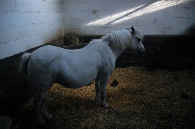 Melanie inside Little Charingworth Stud stables (6)
