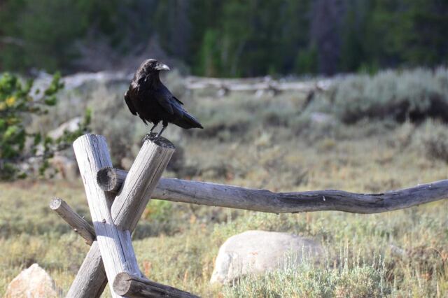 Fencepost raven