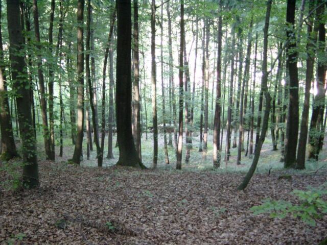 through-the-trees