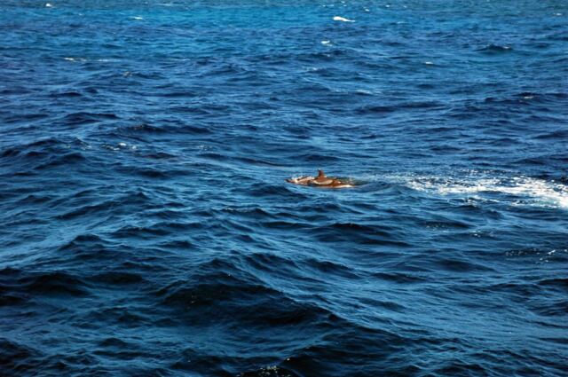 Dolphins (1)