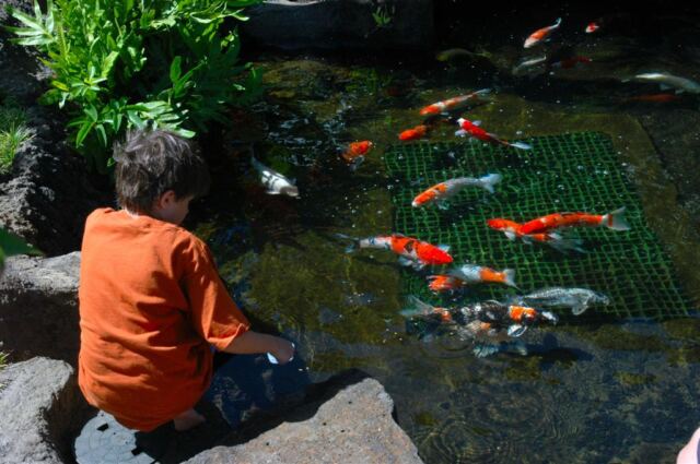 Koi feeding (7)